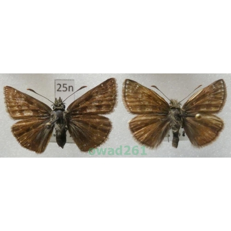 Erynnis tages (Linnaeus, 1758) pair Czech25n